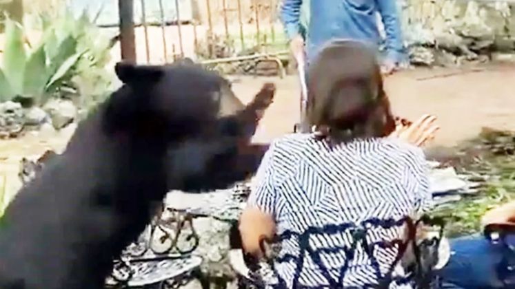 Unwelcome Guest: Black Bear Crashes Mexican Hotel, Leaves Diner Shaken - News Directory 3
