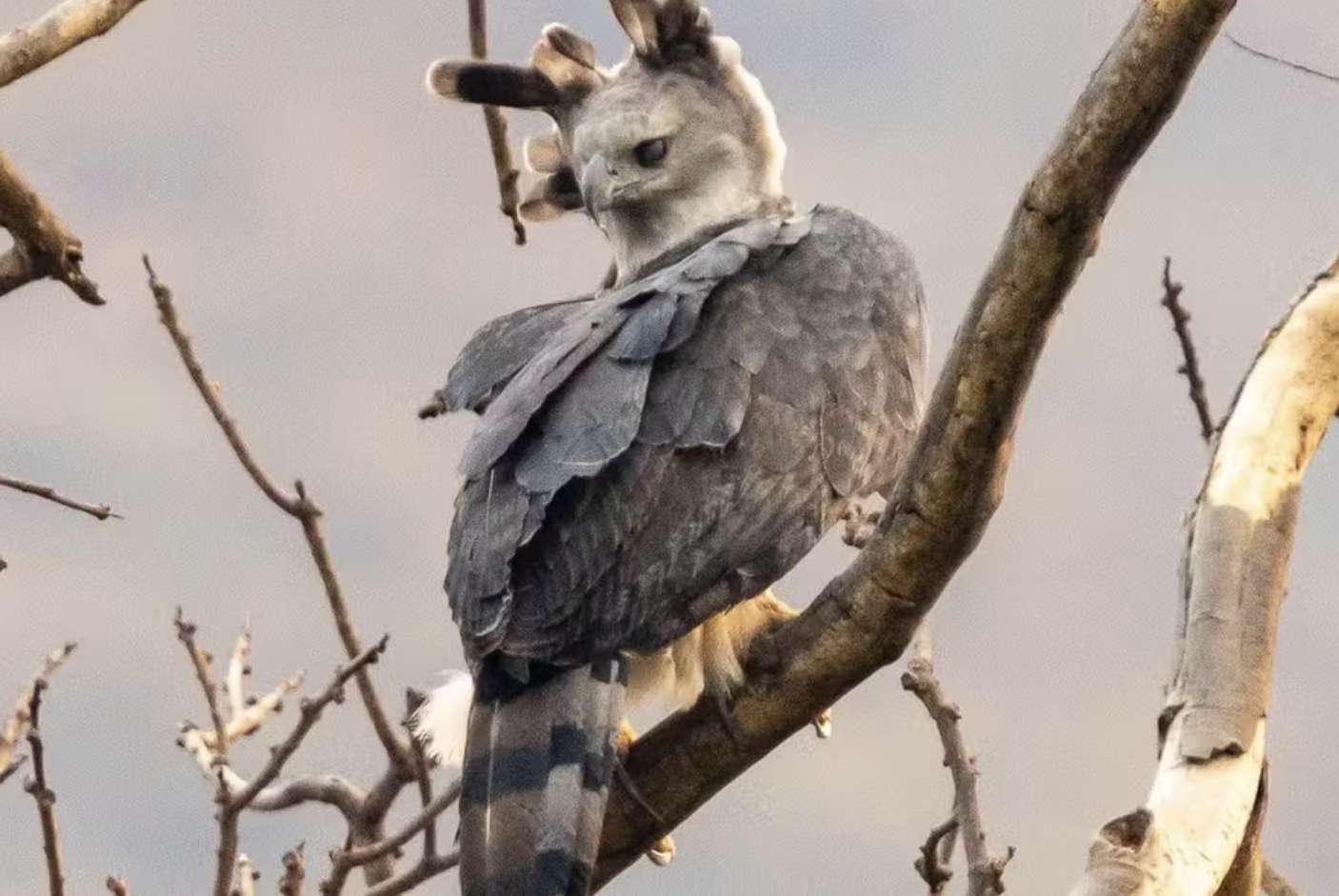 巴西科学家发现南美最大鹰巢穴, image size:1406x941